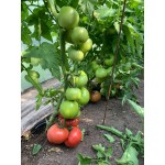 Семена томата розового Селла F1 (1000 семян), Libra Seeds (Erste Zaden), полудетерминантный Семена томата розового Селла F1 (1000 семян), Libra Seeds (Erste Zaden), полудетерминантный